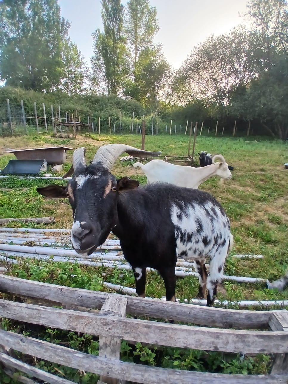 Adopter Cabécou