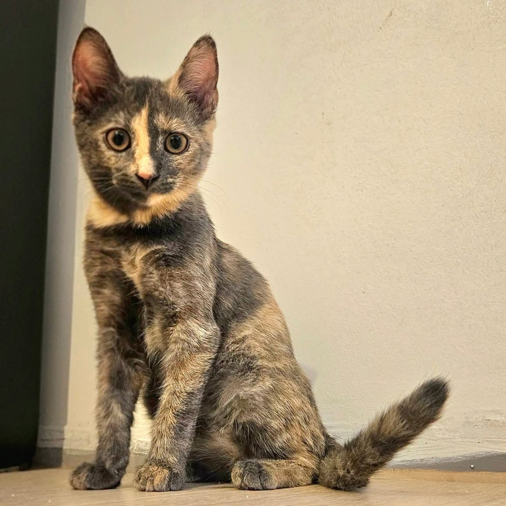 Adopter BALIA