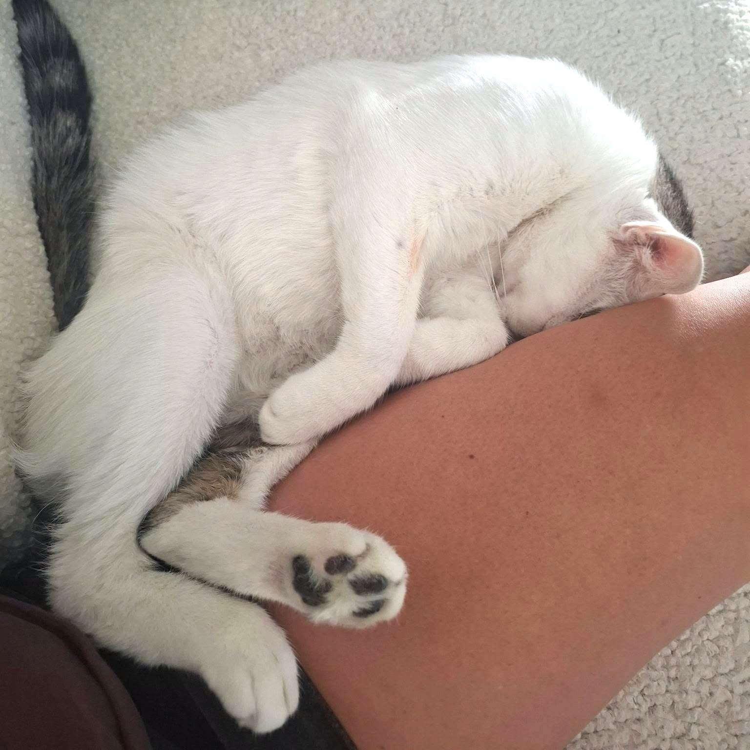 Adopter CHARLY