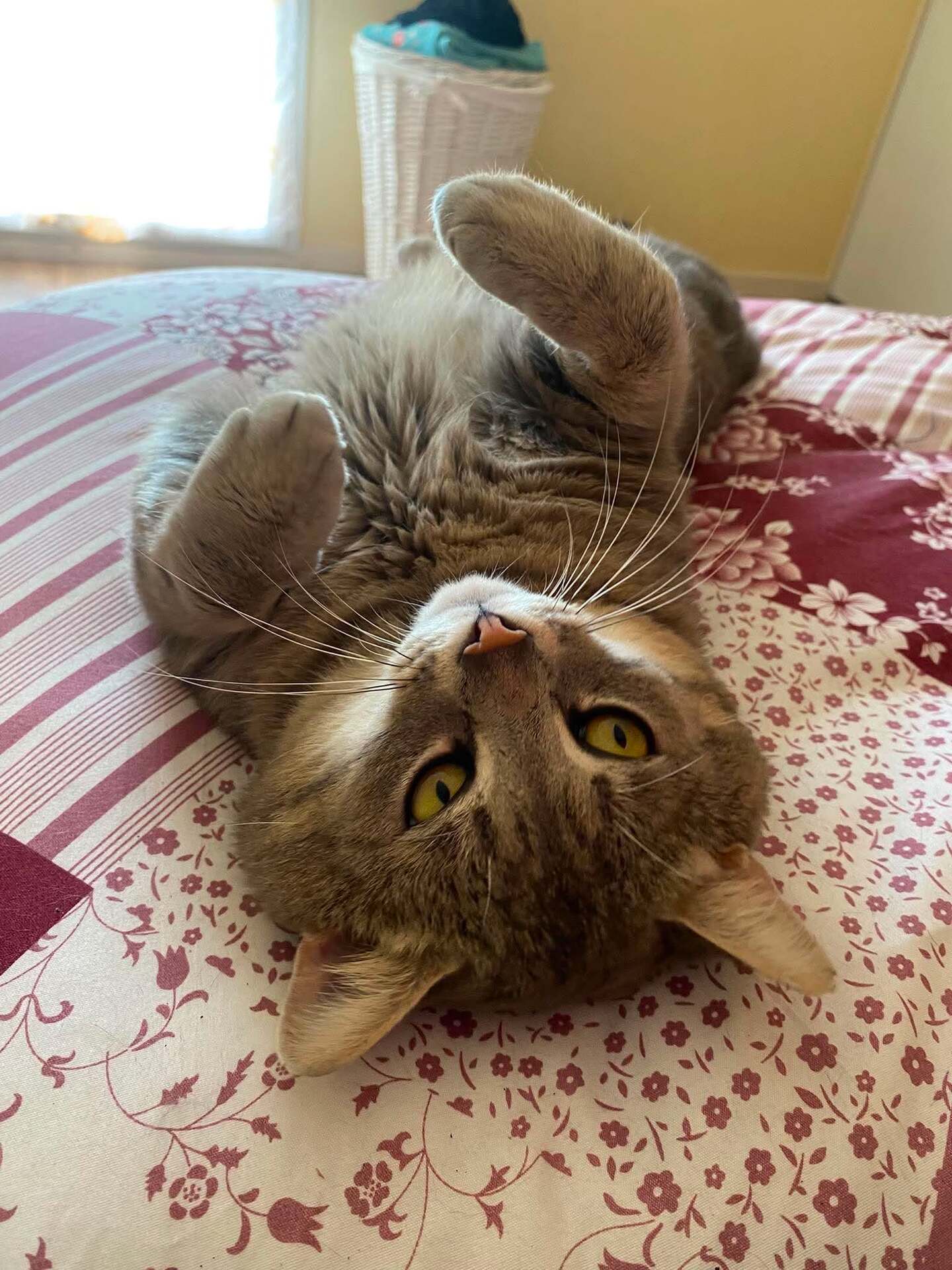 Adopter T'Choupi