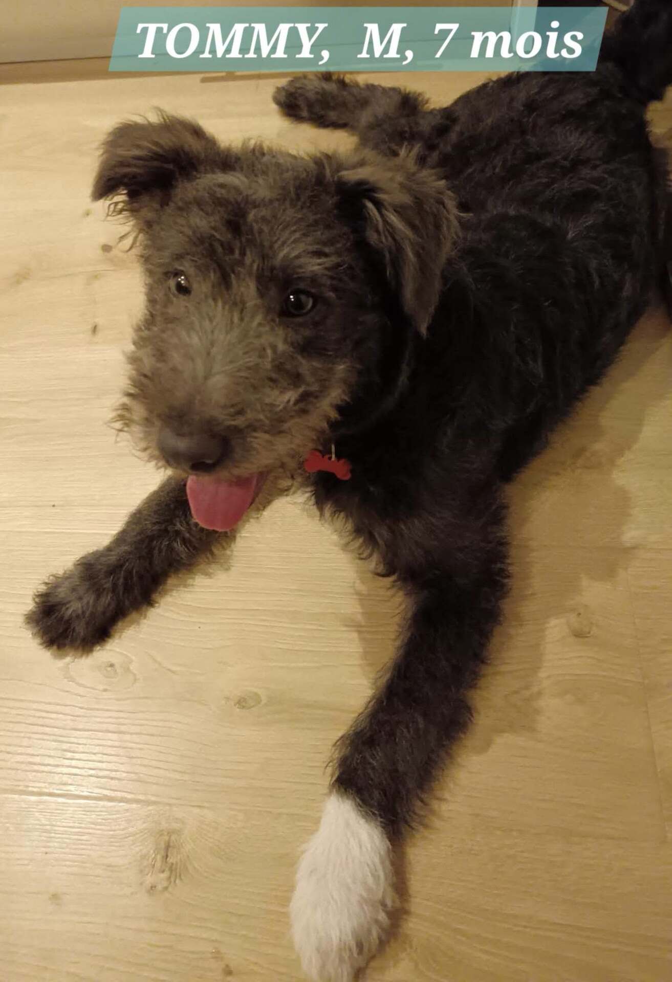 Adopter TOMMY