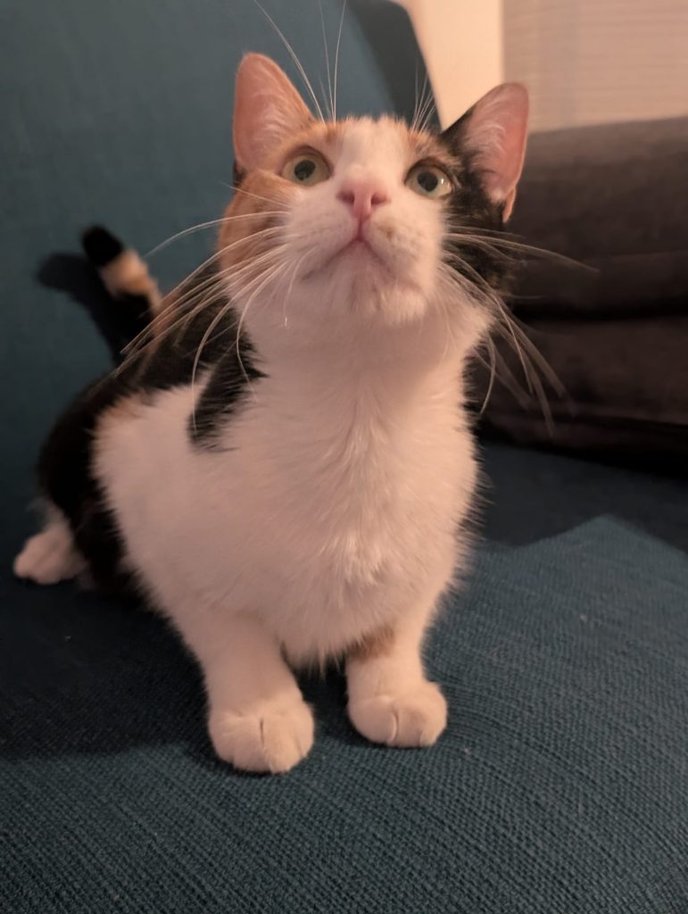 Adoption Chance