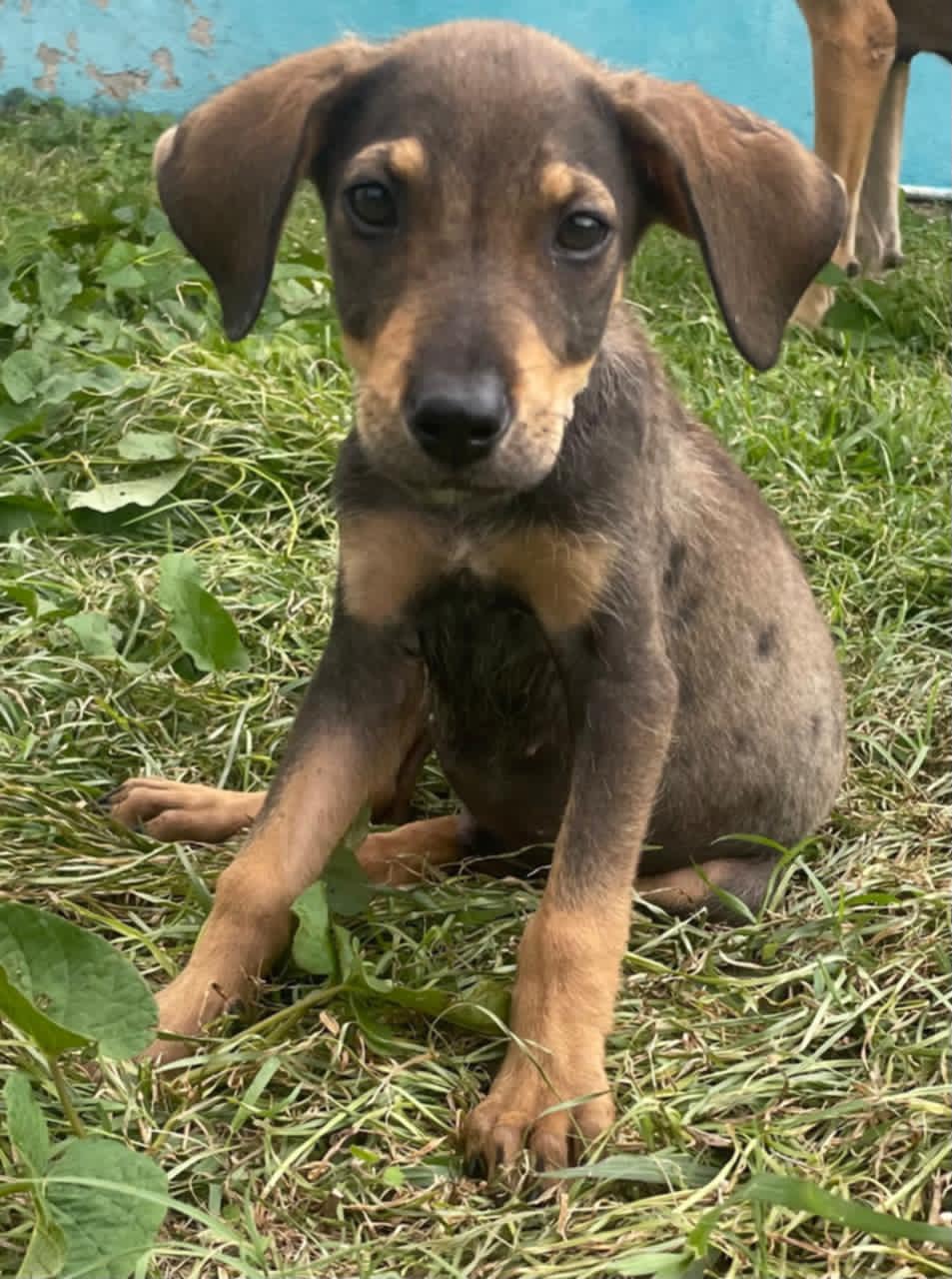 Adopter ACHILLE