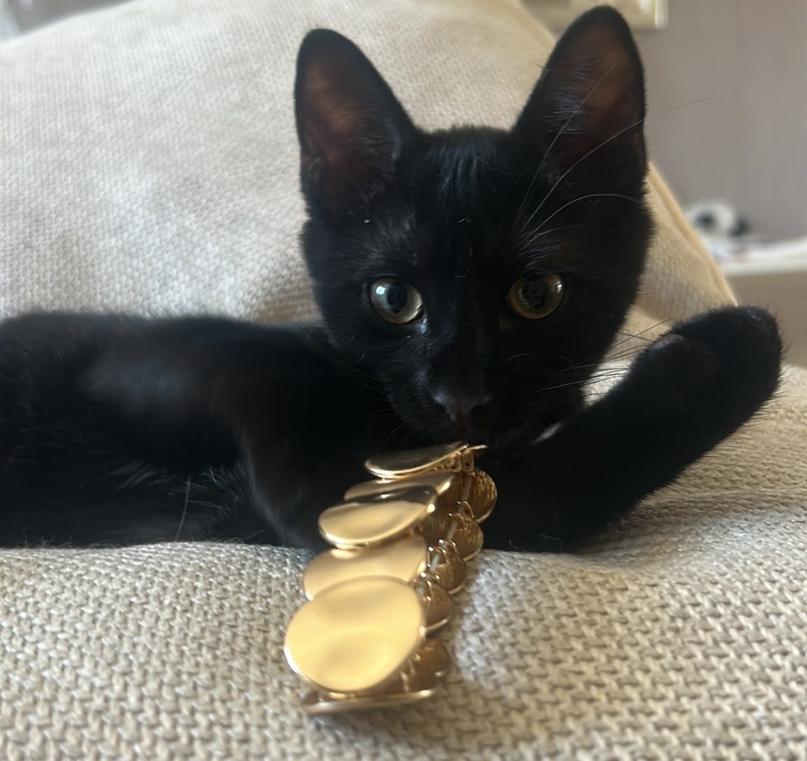 Adopter Bunny