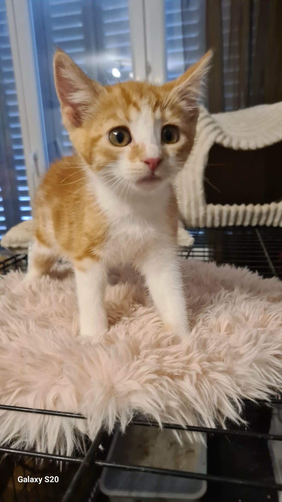 Adopter BAYLEE