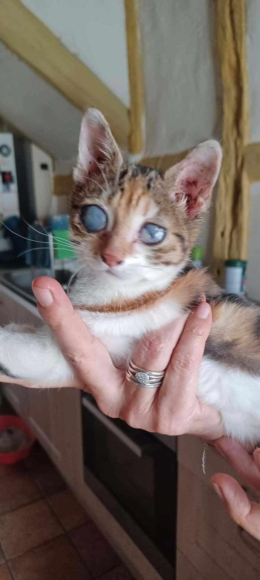 Adopter VICTOIRE