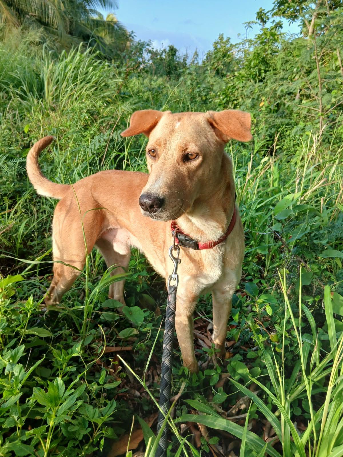 Adopter Kiko
