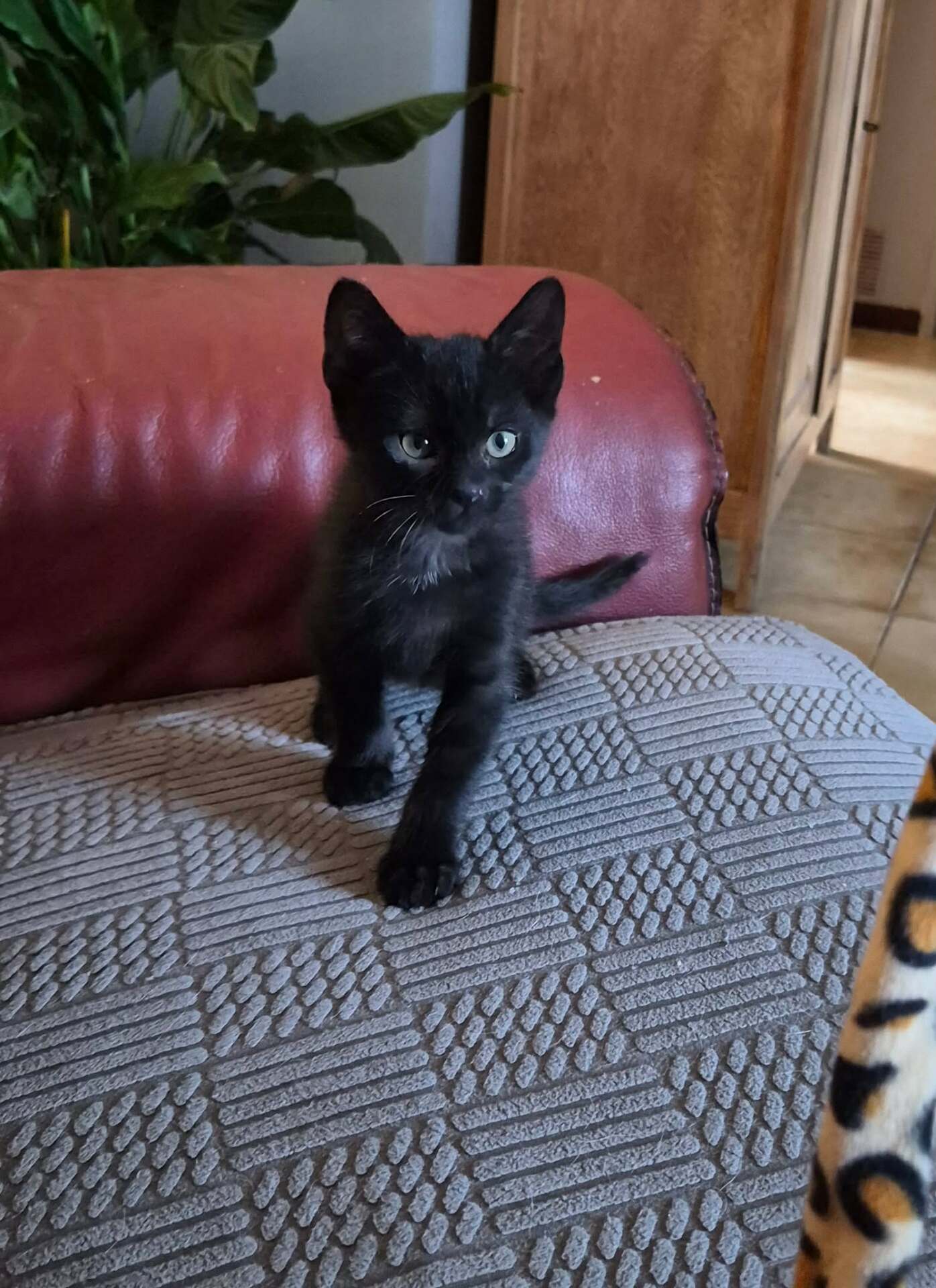 Adoption BONNY et BISCOTTE