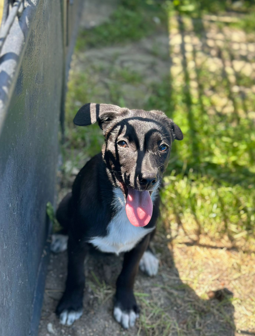 Adopter Xena
