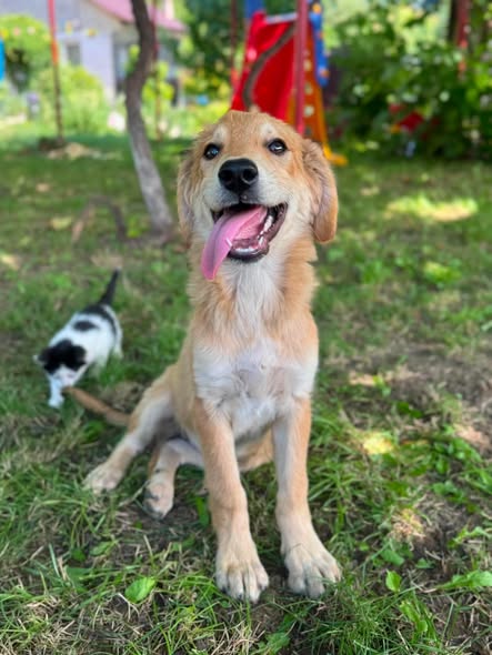 Adopter Vanille