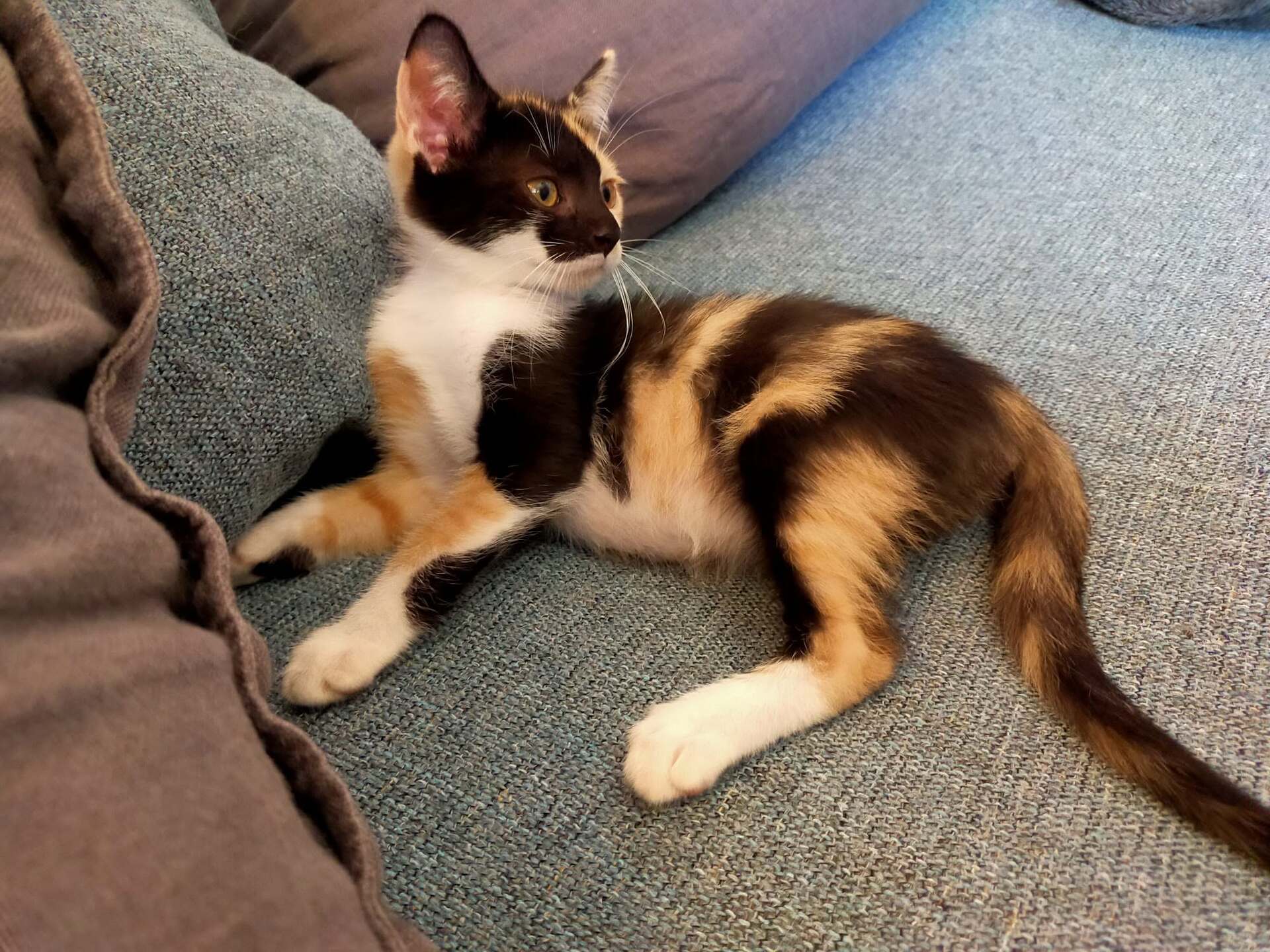 Adoption Bayonne