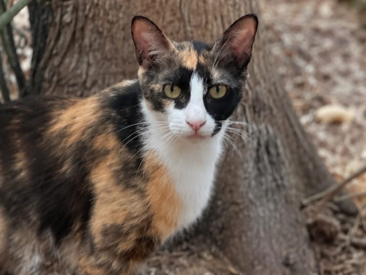 Adopter Chanel
