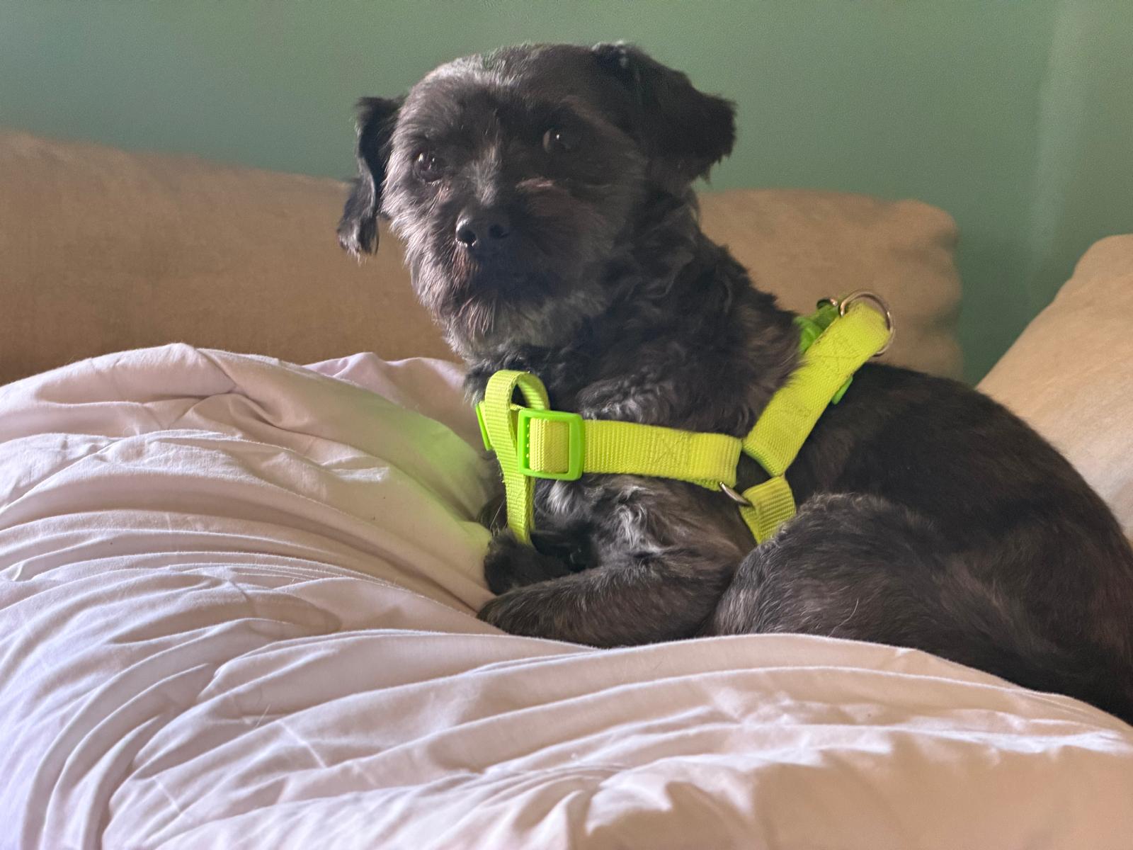 Adoption PIMENTON