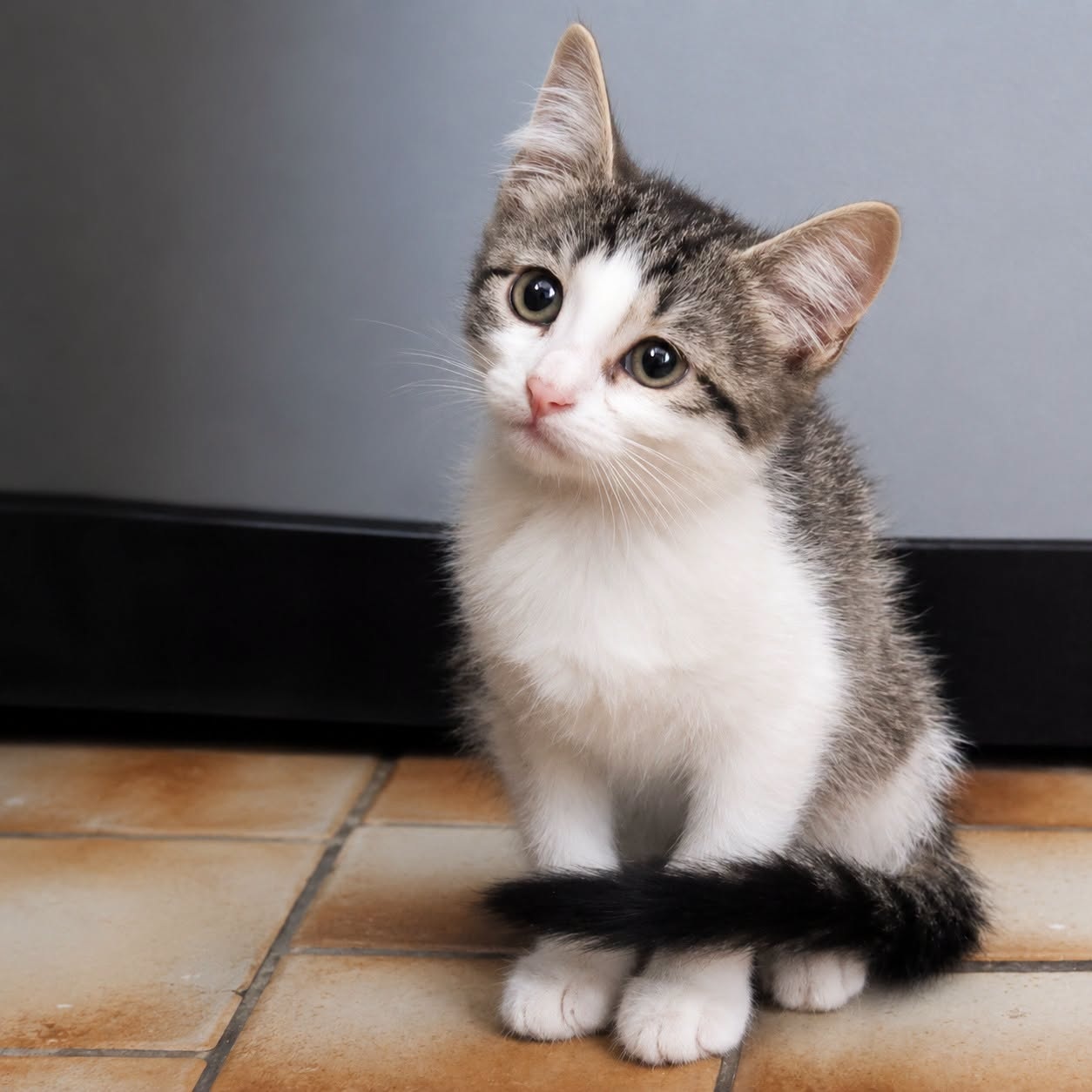 Adopter TIGRESSE