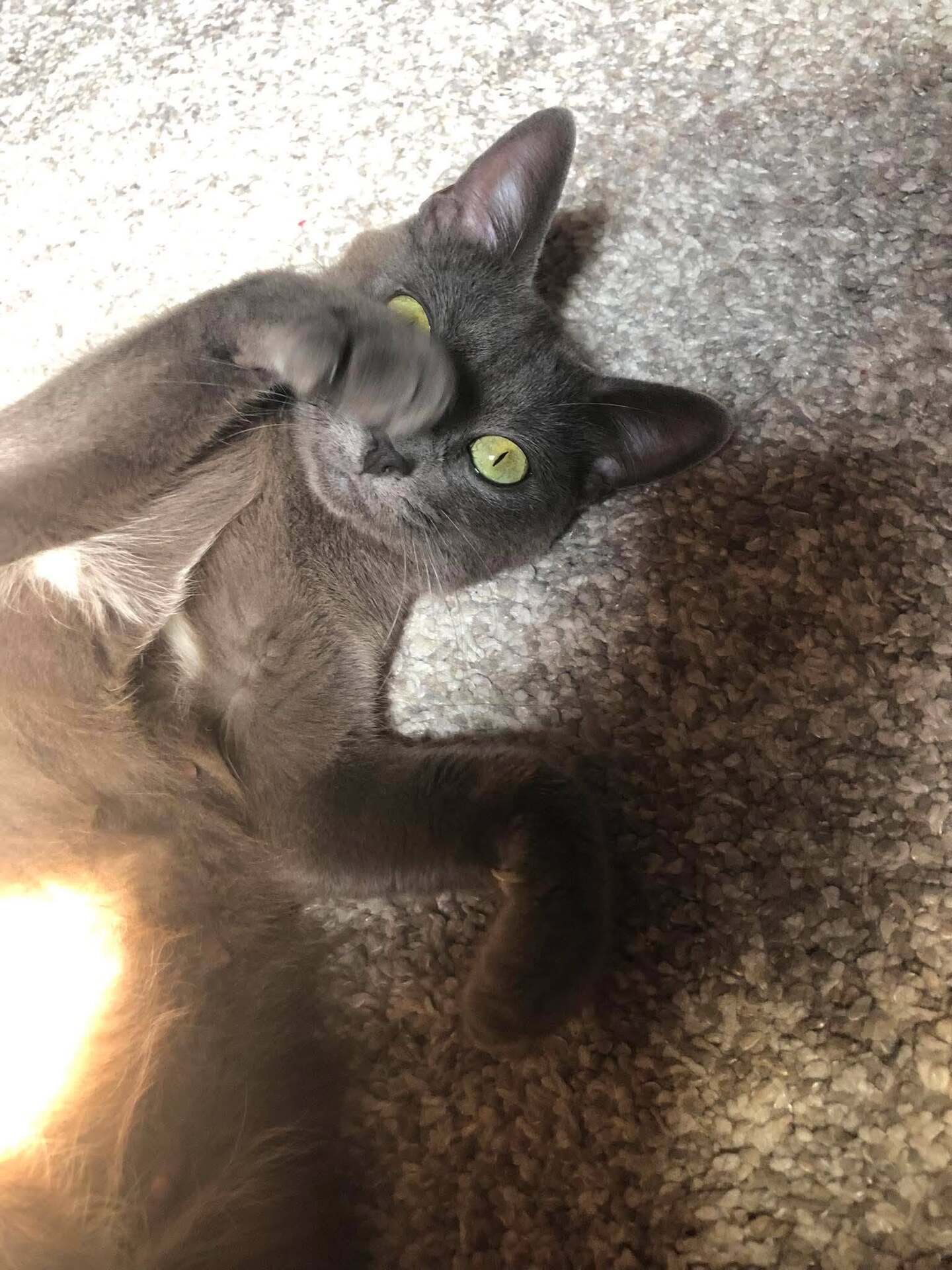 Adopter Smoke