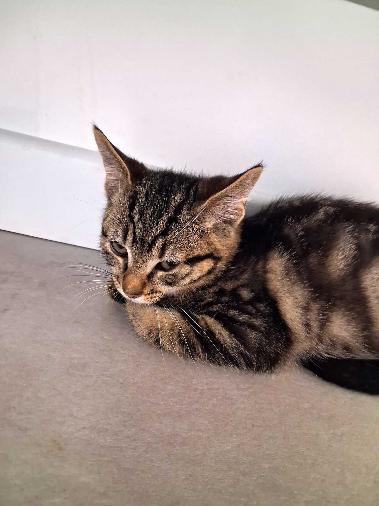 Adopter Pistache