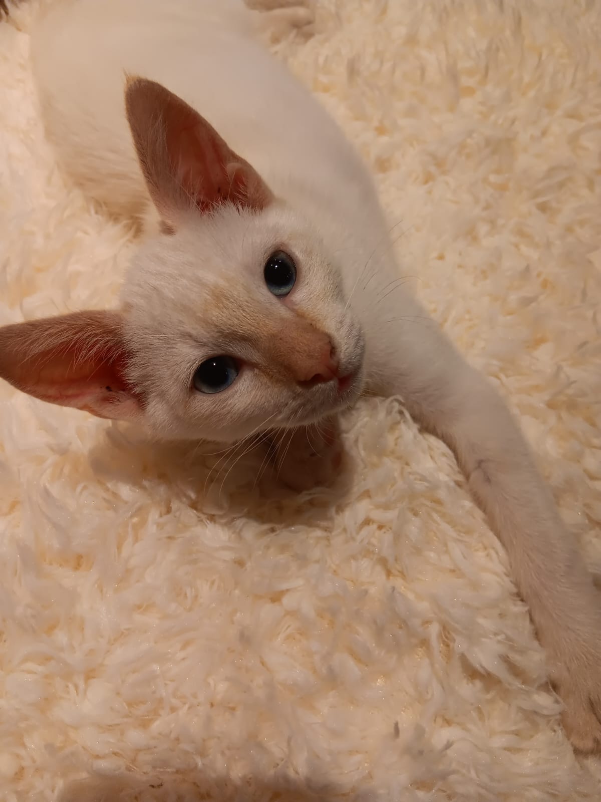 Adopter Rio