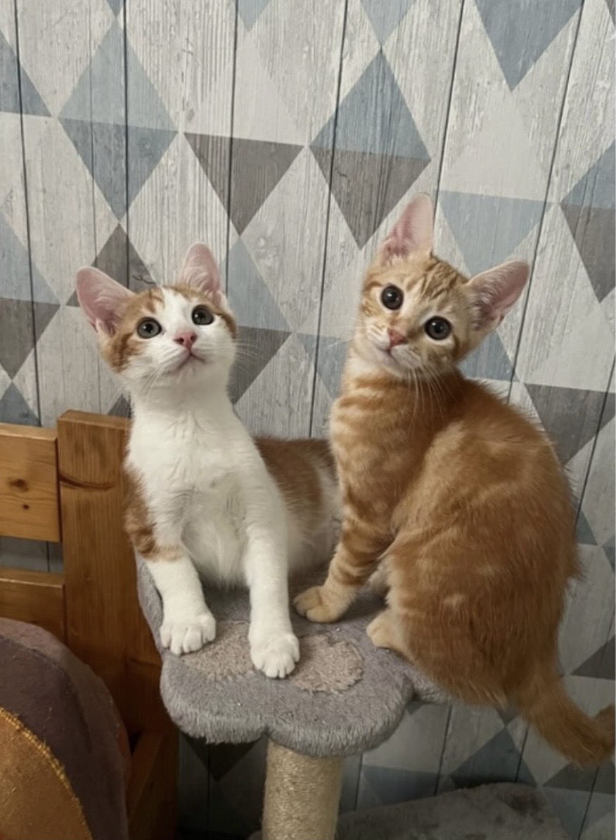 Adopter Solal et Solea
