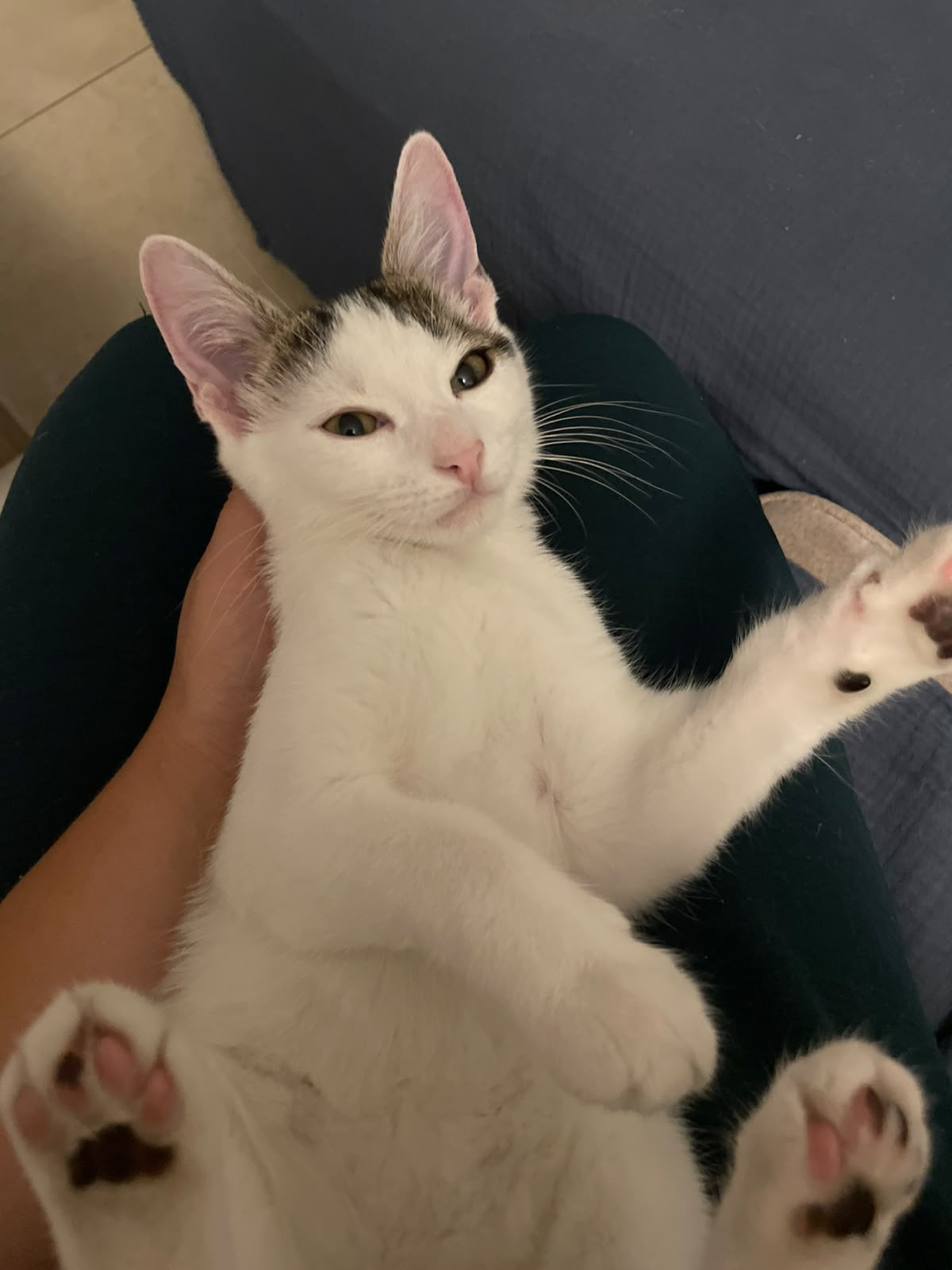 Adopter NAMI