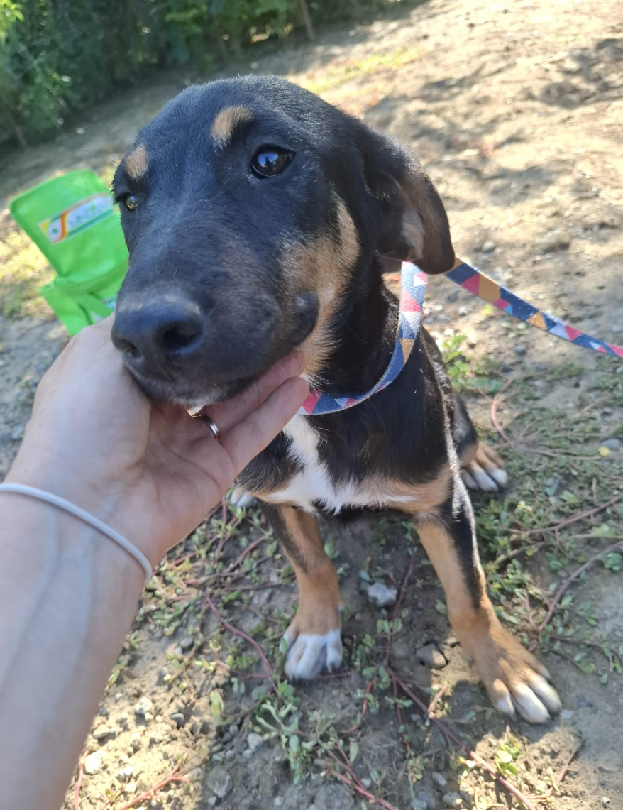 Adoption Ivar