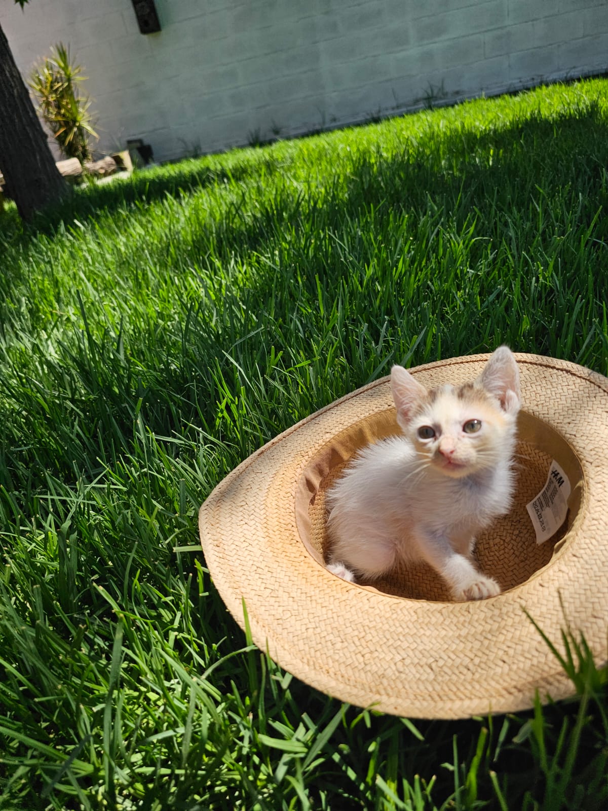 Adopter NANA