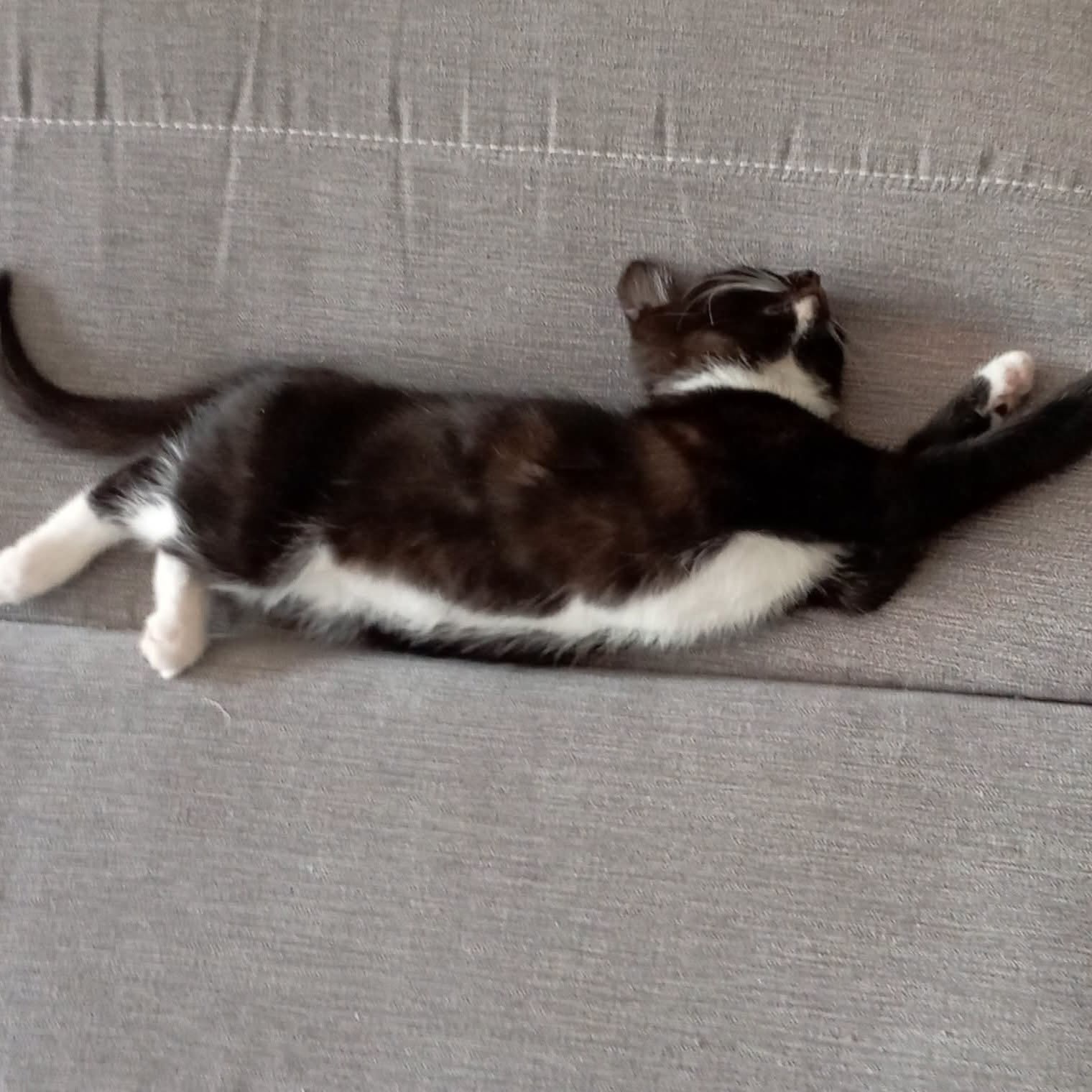 Adopter MANILLE