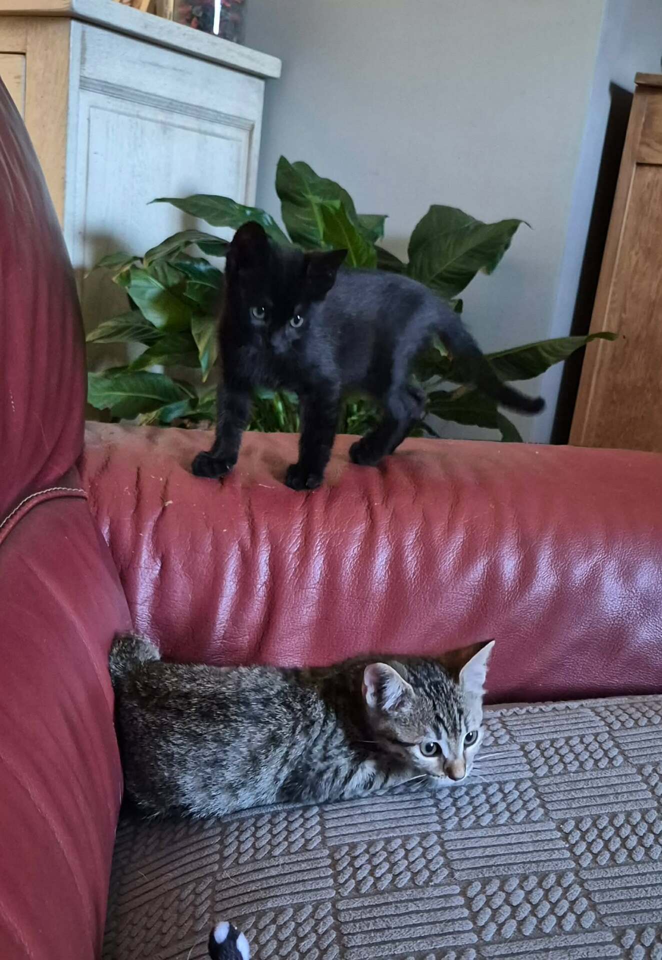 Adoption BONNY et BISCOTTE