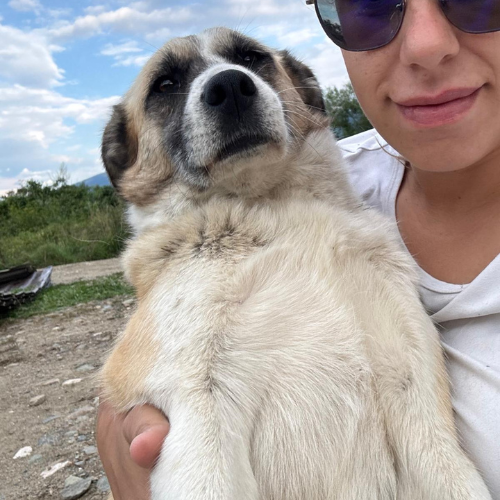 Adoption BULLA