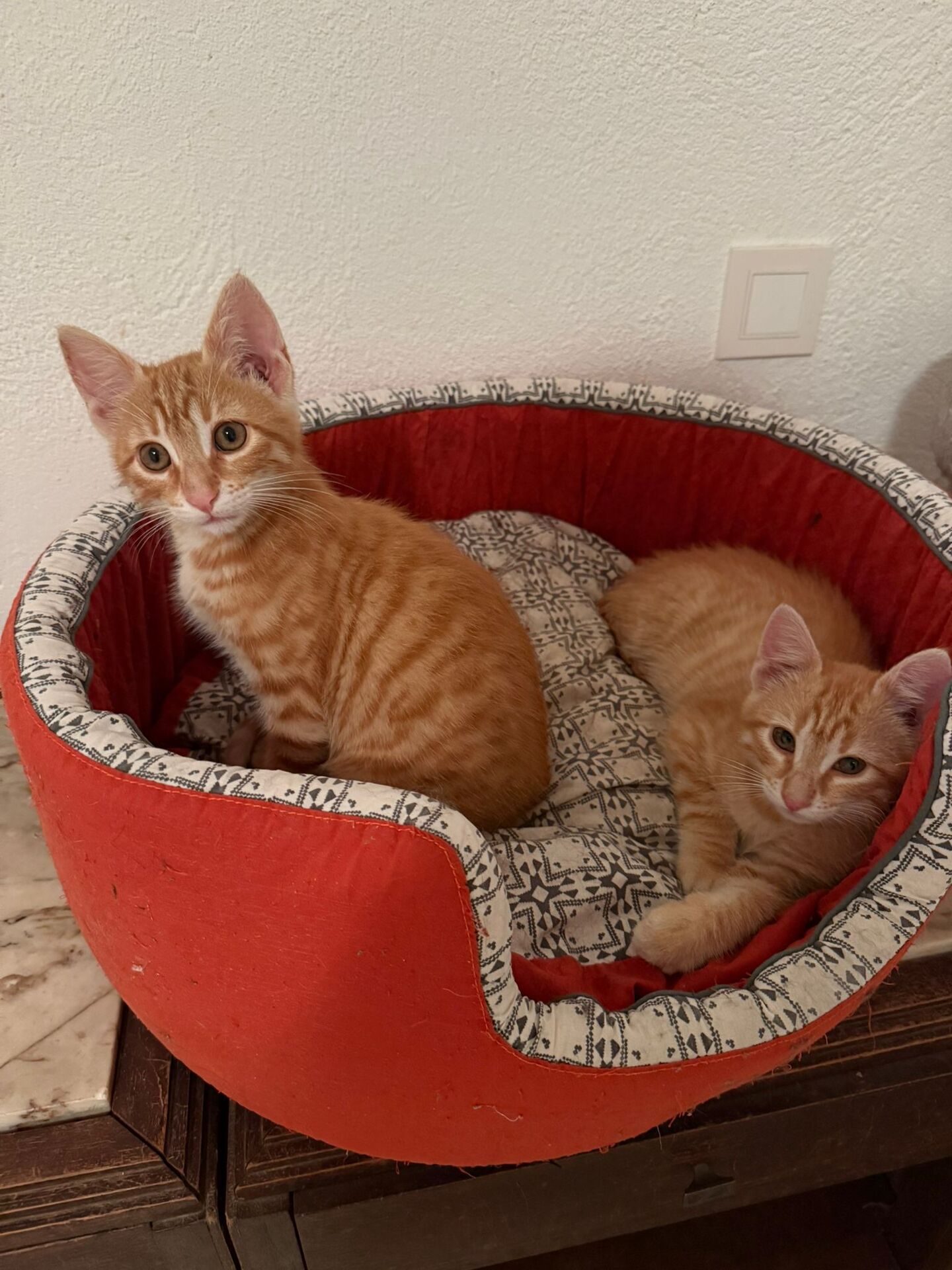 Adopter BRIDGET et ARCHIBALD