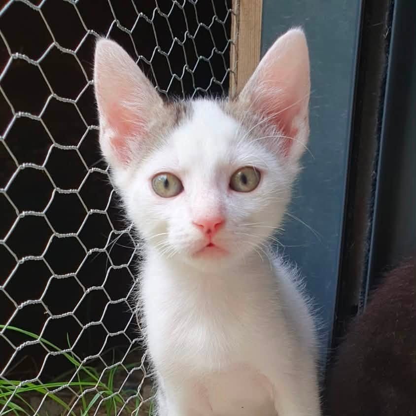 Adopter Undra