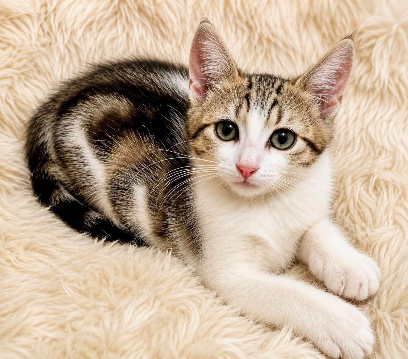 Adopter MOSCOU