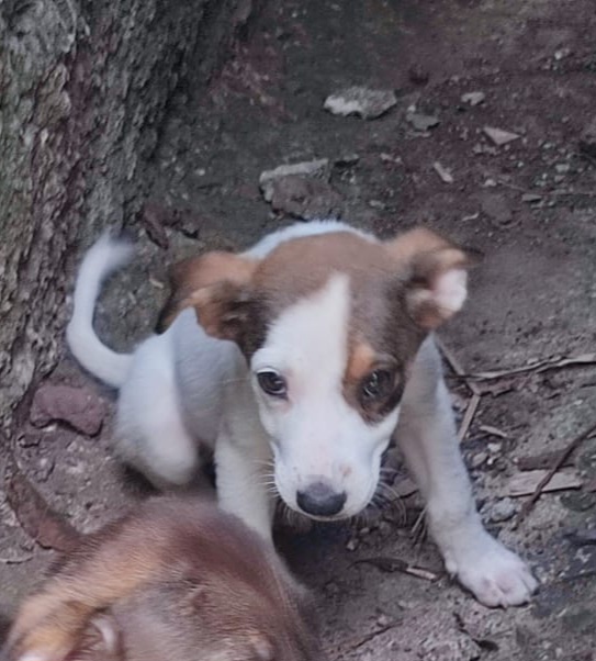 Adopter Coco