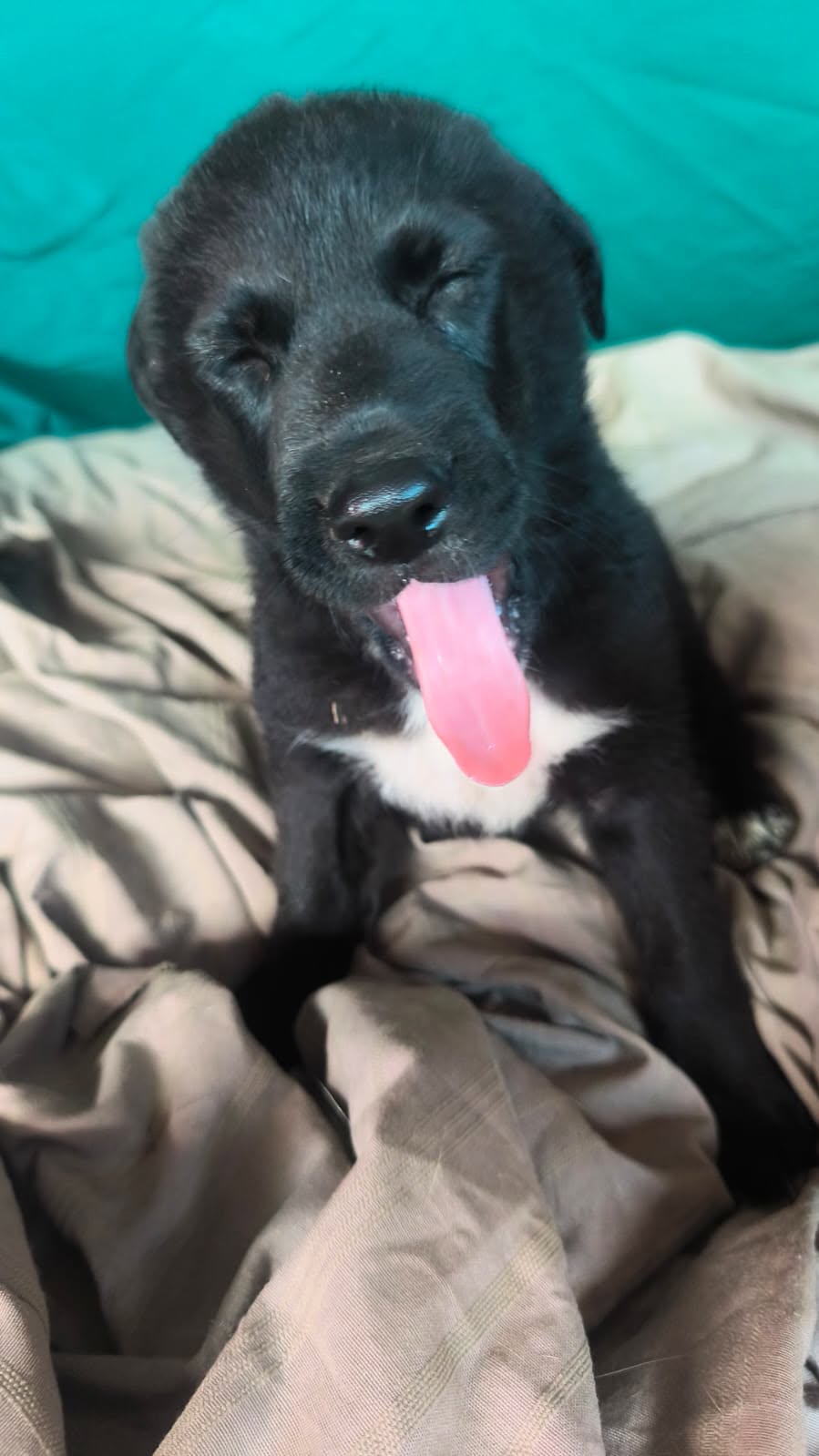 Adopter CALLOU