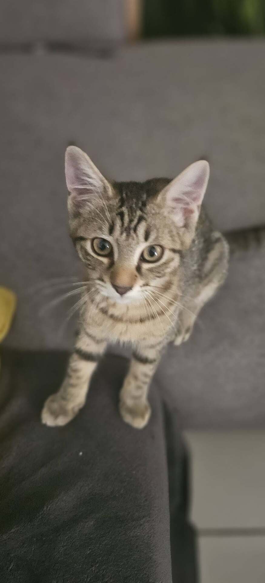 Adopter BABYLON