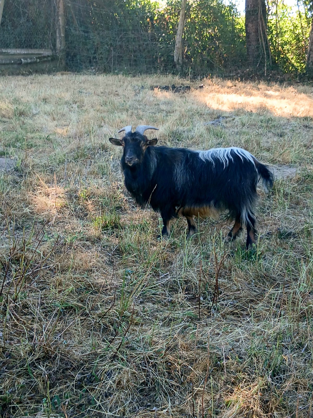 Adopter Boukir
