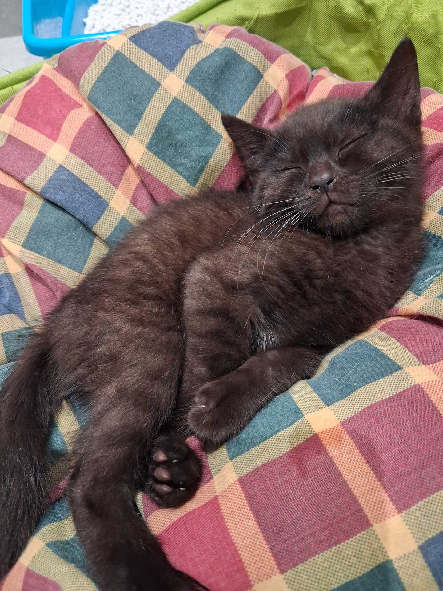 Adopter Emi