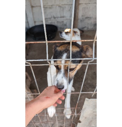 Adoption Eliza