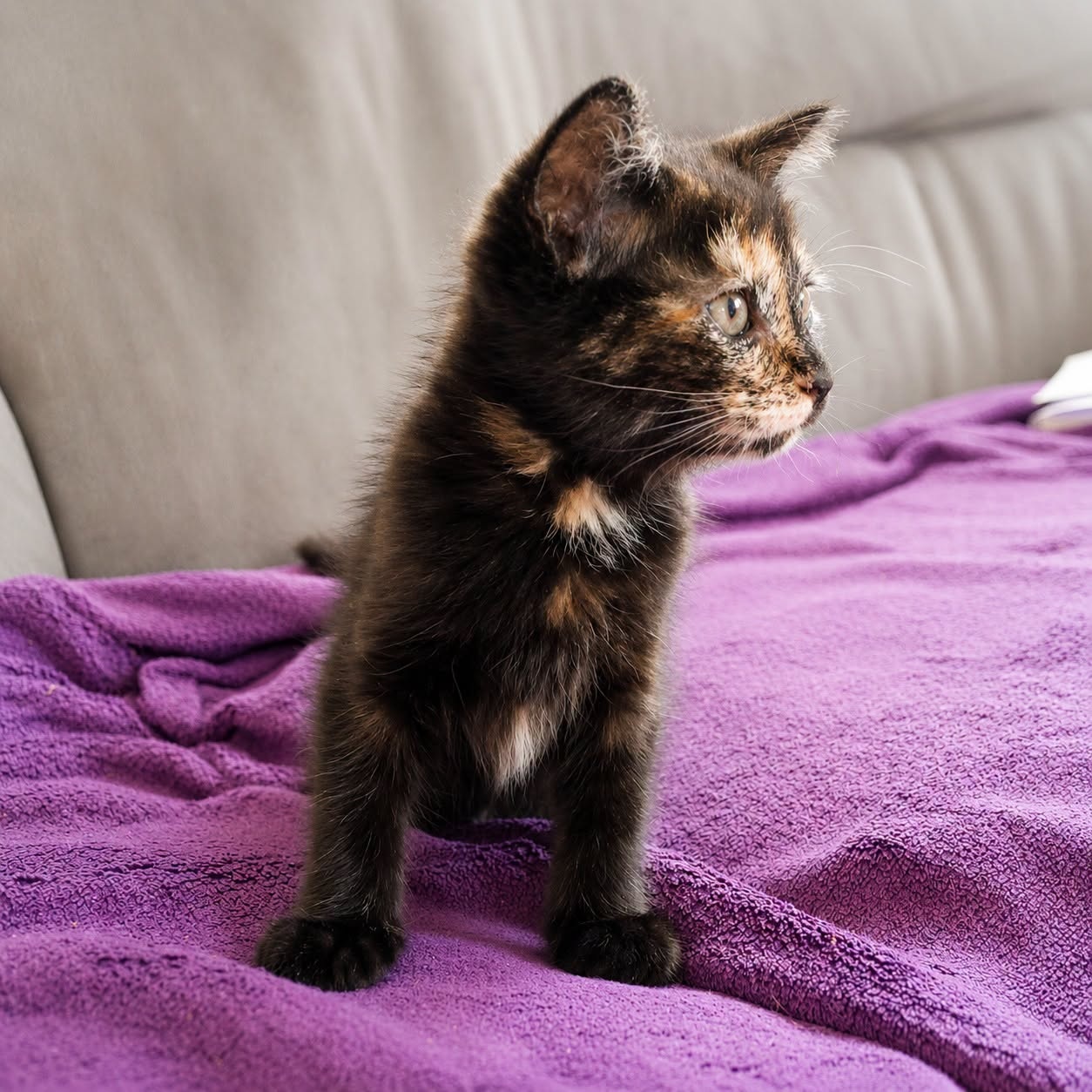 Adopter PETITE LEGENDE