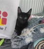 BOULGOUR
