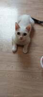 Adopter  chat : Milka