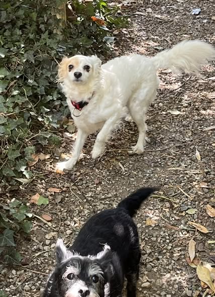 Adopter Lili et Lulu