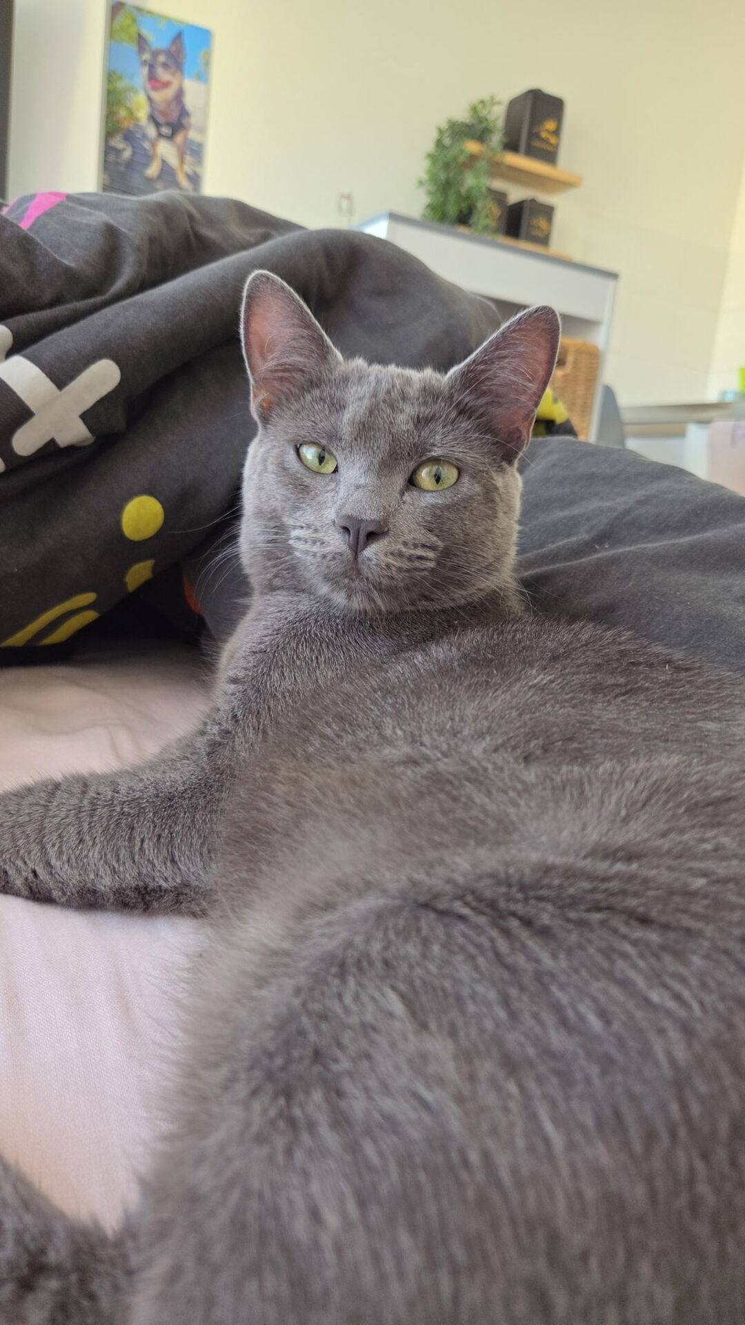 Adopter simba