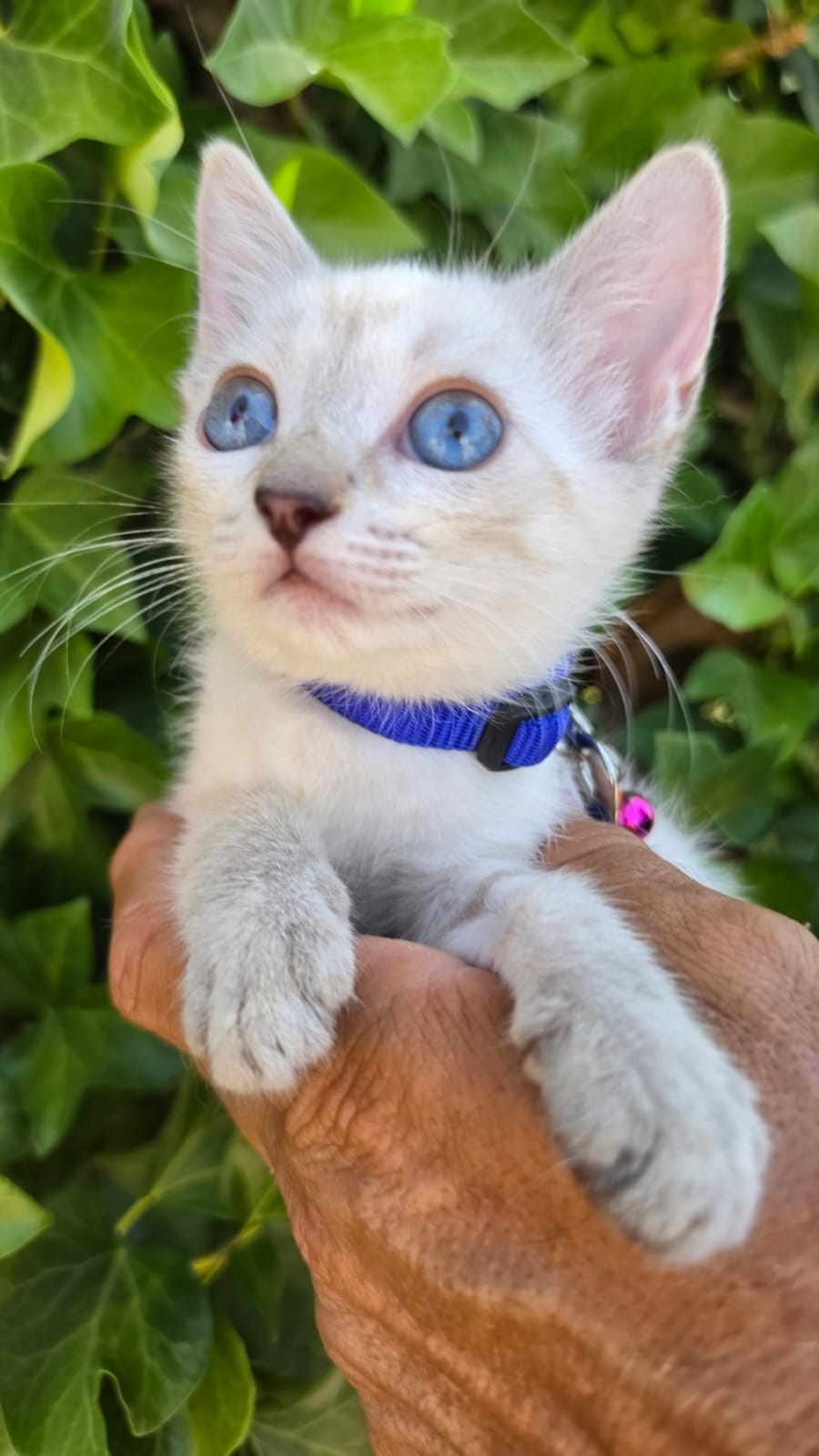Adoption ARY