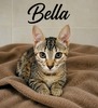 BELLA