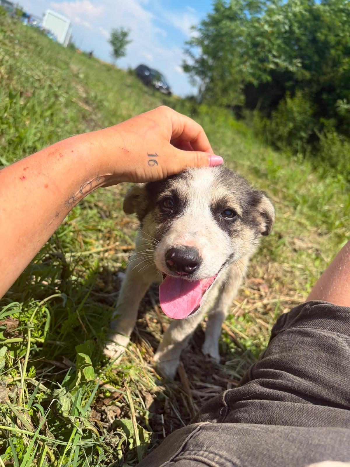 Adopter NELLY