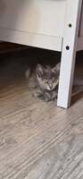 Adopter : Louana