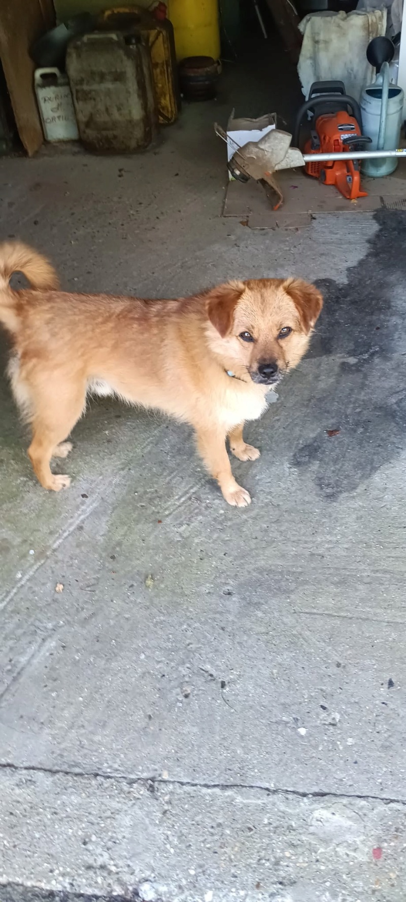 Adopter Muffin