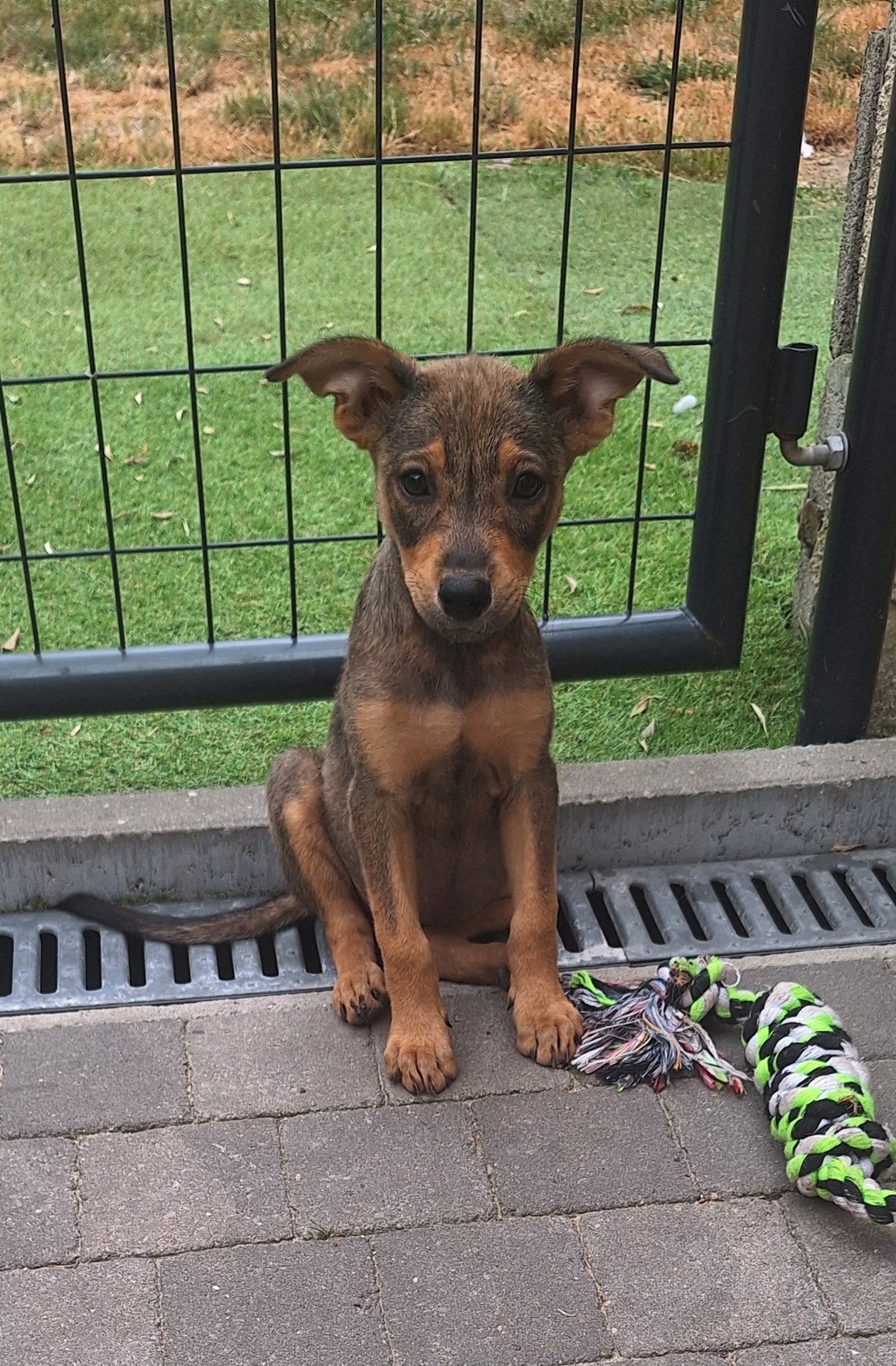Adopter Baya