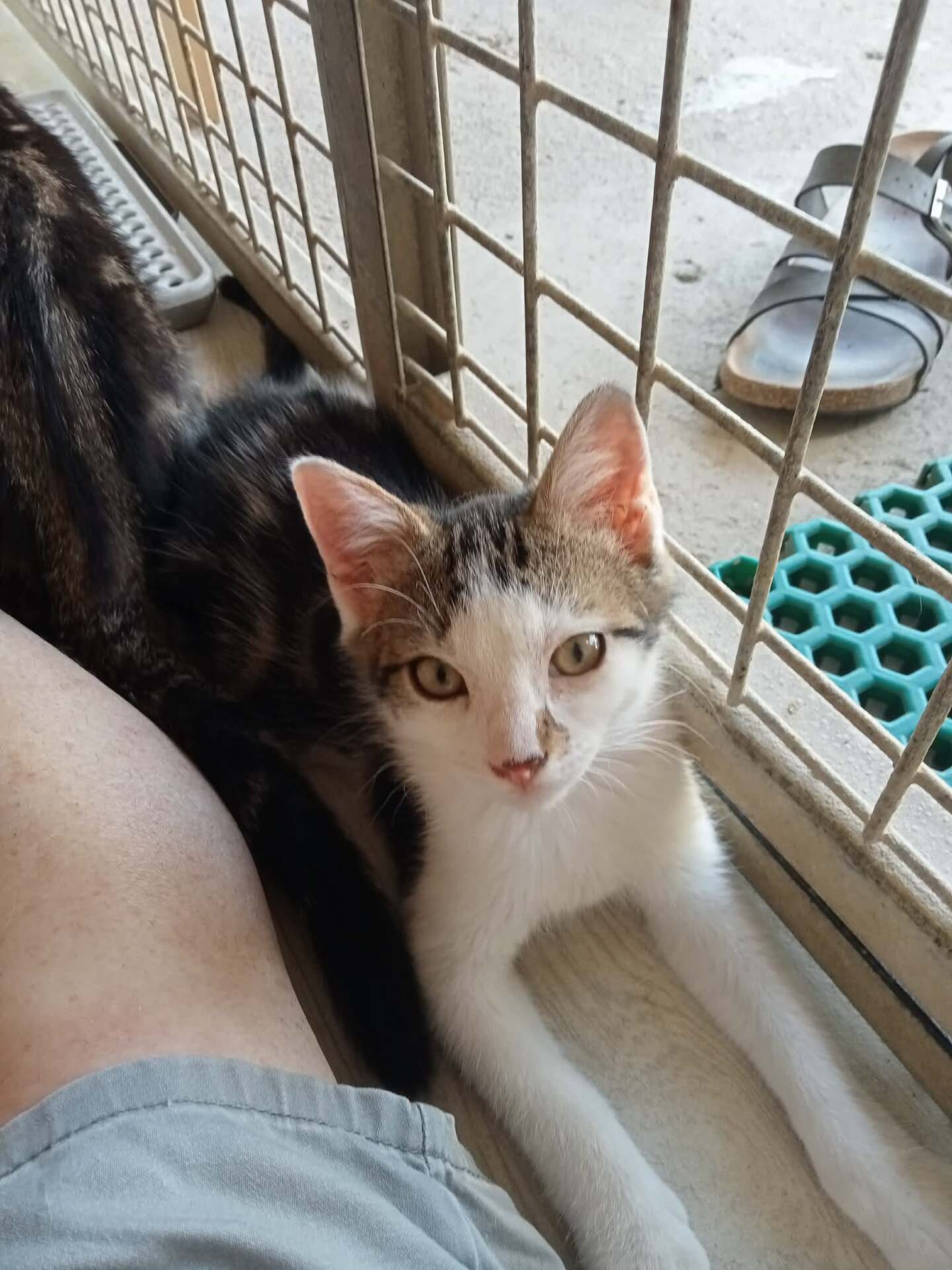 Adopter BLINI