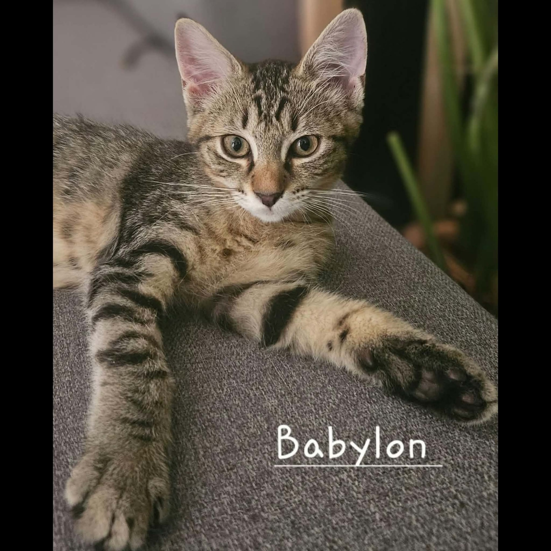 Adopter BABYLON